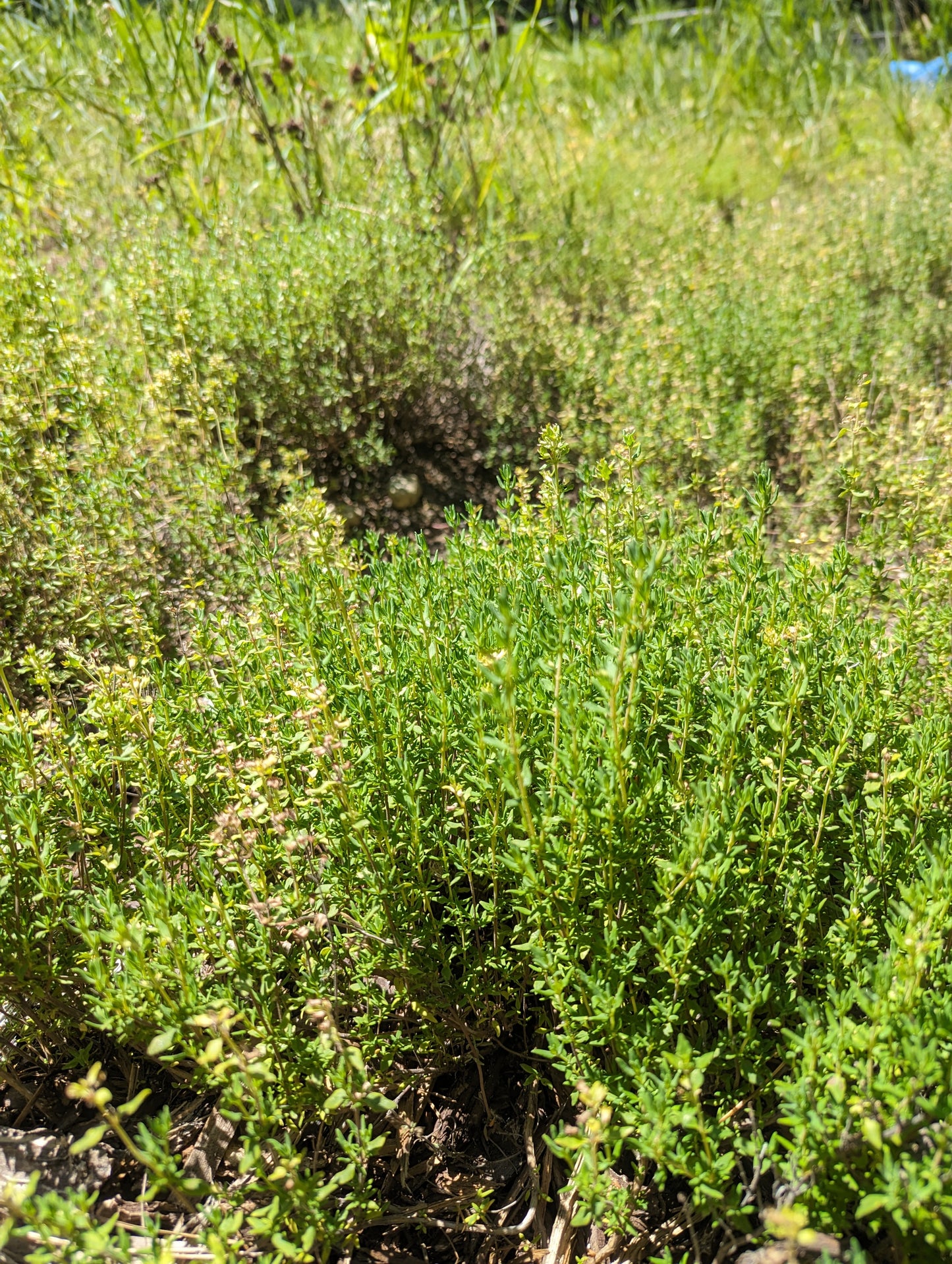 Organic Thyme, Thymus vulgaris, Sustainable Farm Grown Herb Medicine