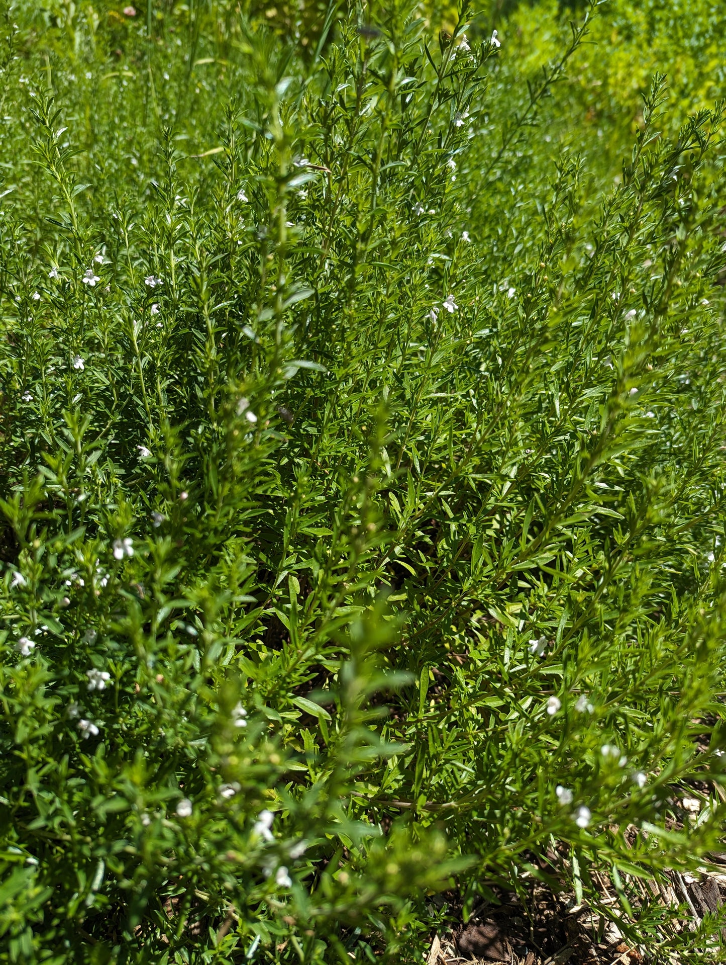 Organic Winter Savory, Satureja montana, Sustainable Canadian Farm Grown Herb Medicine