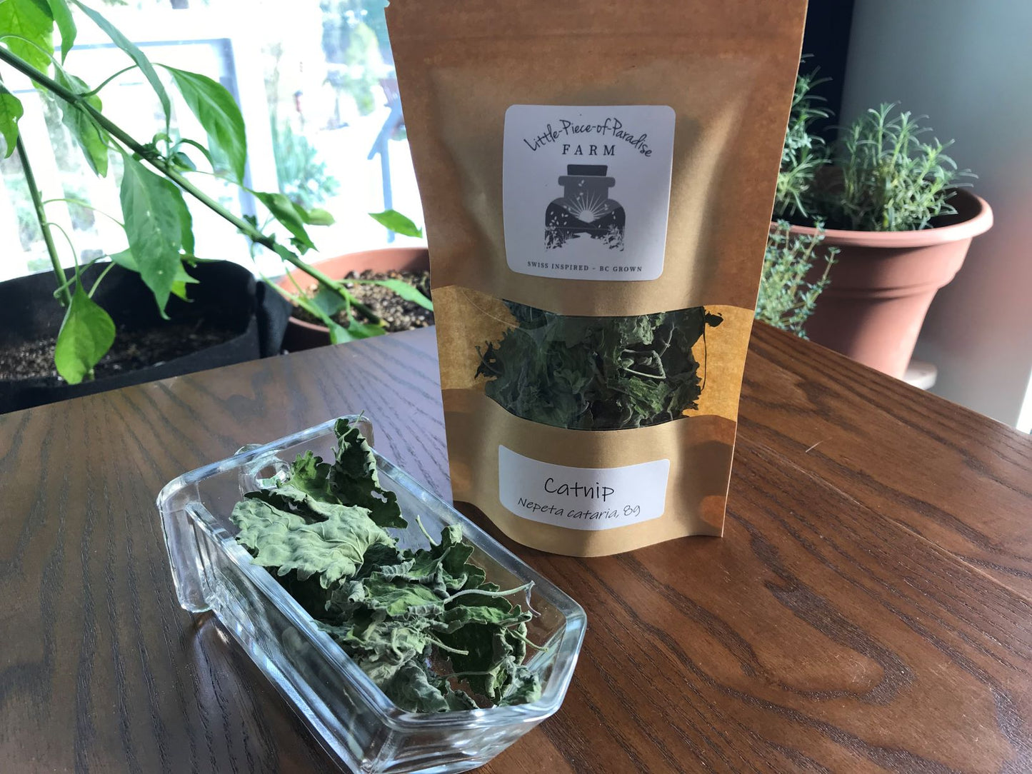 Organic Catnip, Nepeta cataria, Sustainable Canadian Farm Grown Herbs
