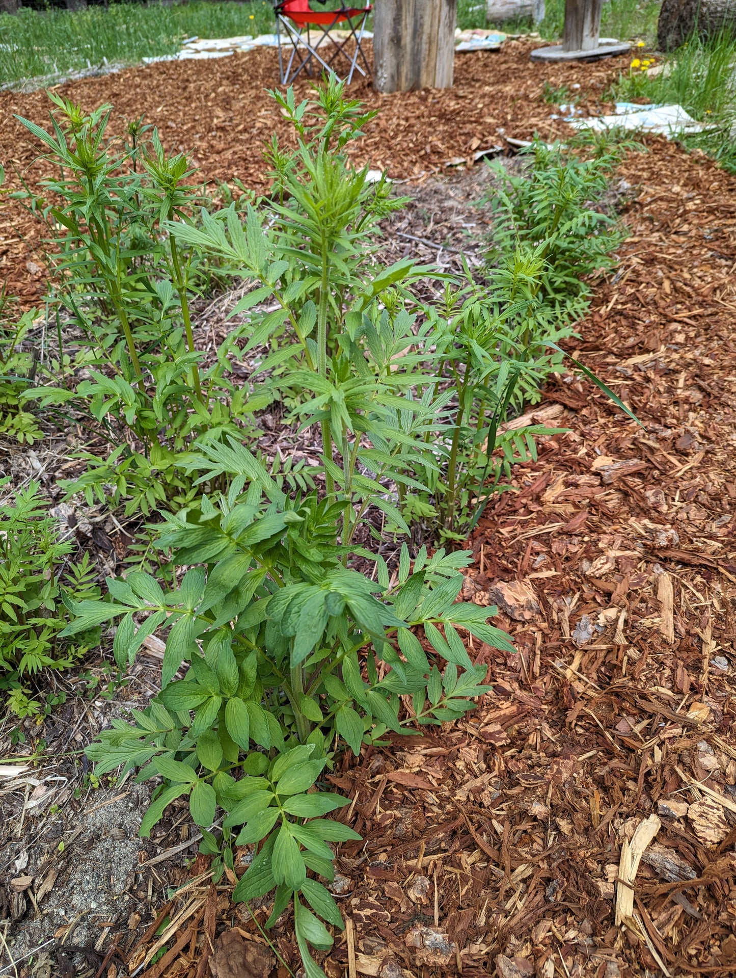 Organic Valerian leaf, Valeriana officinalis, Sustainable Canadian Farm Grown Herbs