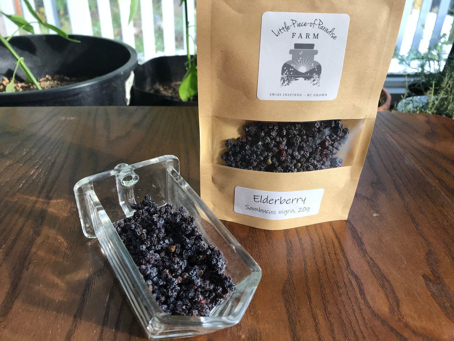 Organic Elderberry, Sambucus nigra, Sustainable Farm Grown Herb Medicine