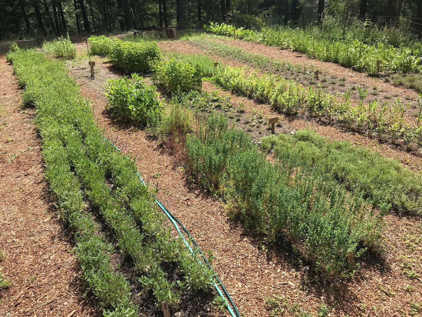 Organic Winter Savory, Satureja montana, Sustainable Canadian Farm Grown Herb Medicine