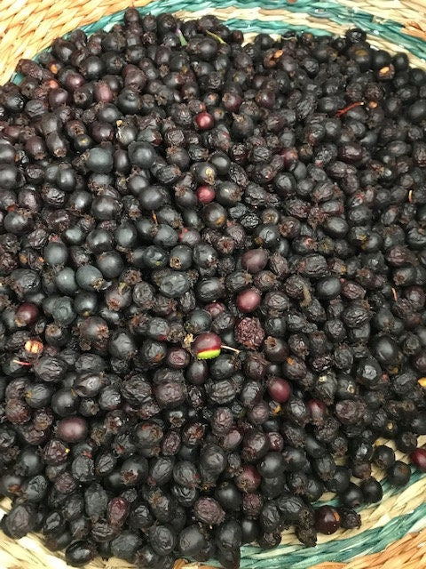 Organic Hawthorn Berries, Crataegus douglasii, Sustainable Canadian Farm Grown Herbs