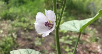 Organic Marshmallow Flower, Althaea officinalis, Sustainable Canadian Farm Grown Herb Medicine