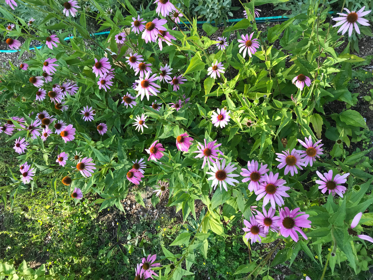 Organic Echinacea Flower, Echinacea purpurea, Sustainable Canadian Farm Dried Herbs