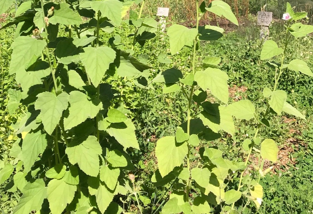 Organic Marshmallow Leaf, Althaea officinalis, Sustainable Farm Grown Herb Medicine