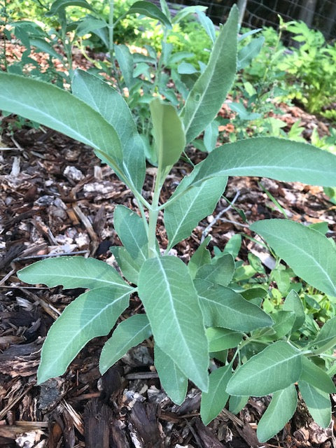 Organic White Sage, Salvia apiana, Sustainable Farm Grown Herb Medicine Culinary