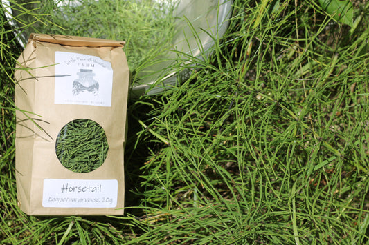 Organic Horsetail, Equisetum arvense, Sustainable Canadian Farm Grown Herb Medicine