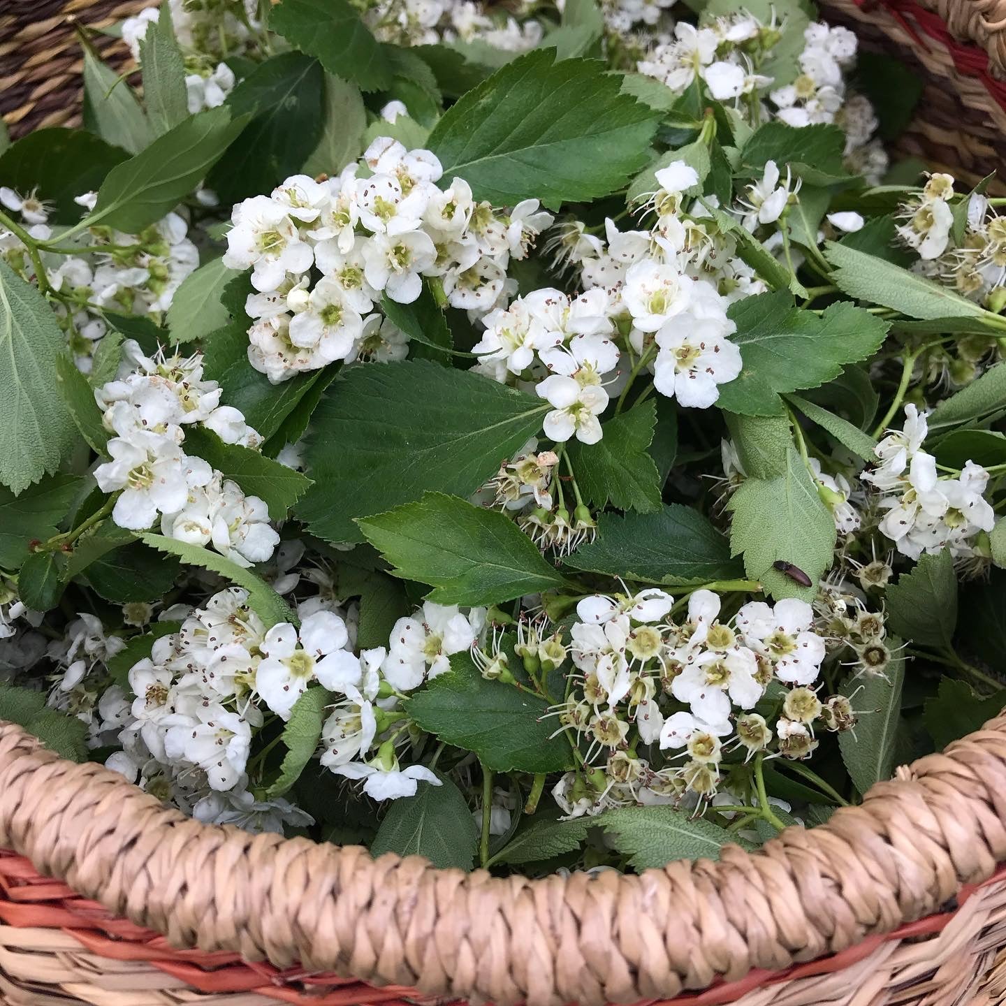 Organic Hawthorn Flowers & Leaves, Crataegus monogyna, 2023 Harvest, Sustainable Canadian Farm Grown Herbs