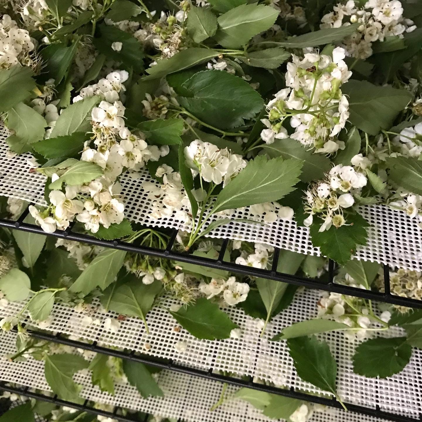 Organic Hawthorn Flowers & Leaves, Crataegus monogyna, 2023 Harvest, Sustainable Canadian Farm Grown Herbs