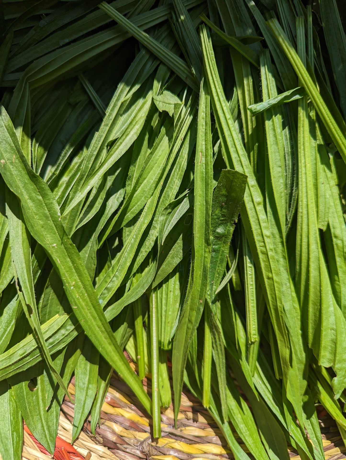 Organic Ribwort Plantain, Plantago lanceolata, Sustainable Farm Grown Herbs