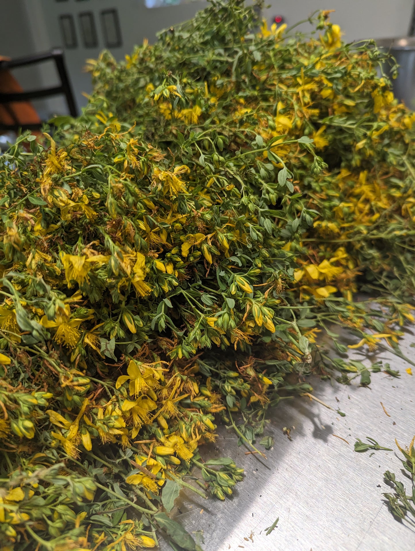 Organic St John's Wort, Hypericum perforatum, 2023 Harvest, Sustainable Canadian Farm Grown Herbs
