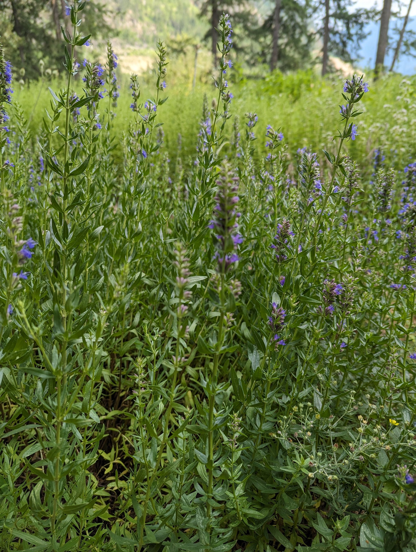 Organic Hyssop, Hyssopus officinalis, Sustainable Canadian Farm Grown Herbs