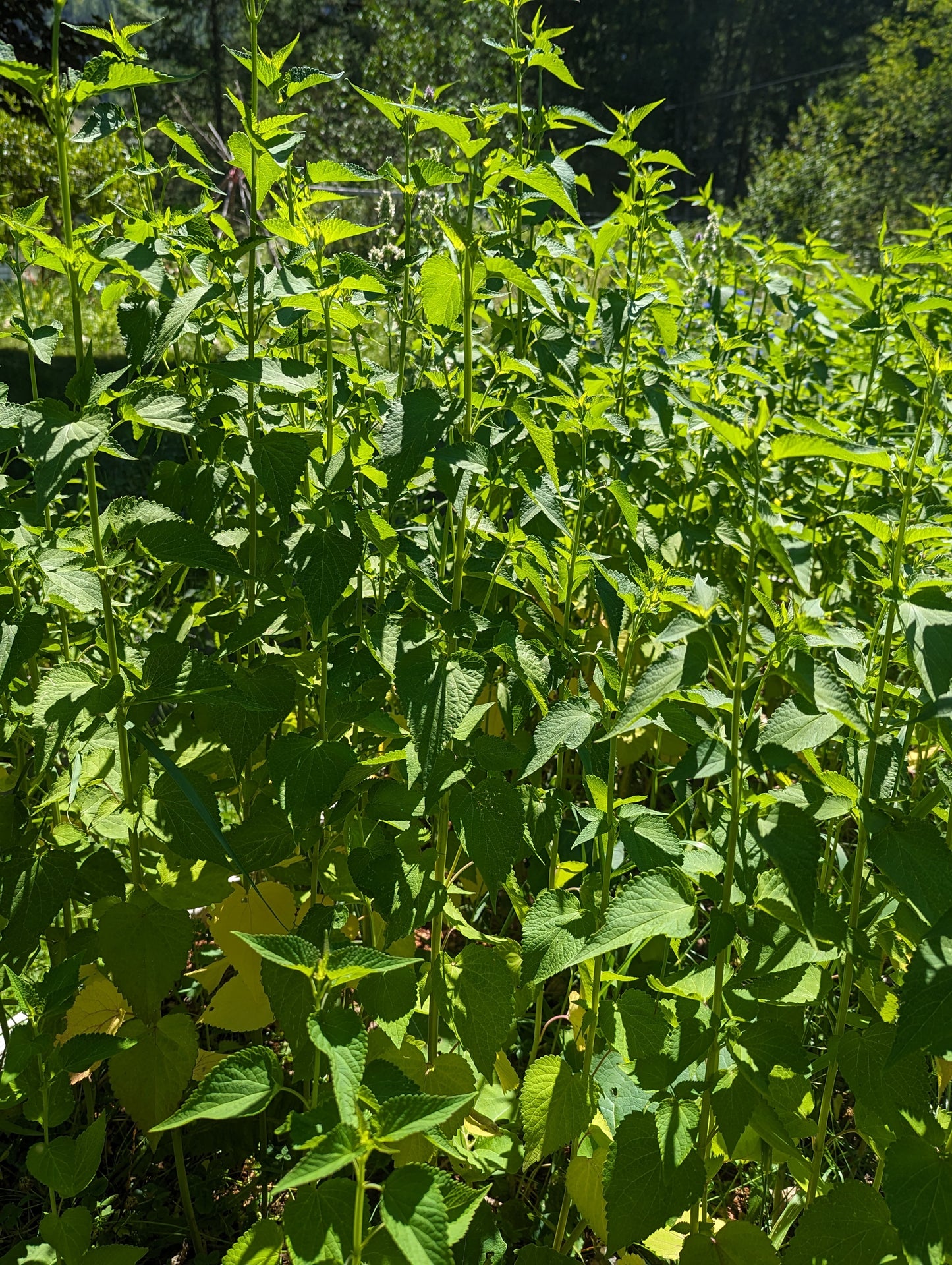 Organic Korean Mint Flower, Agastache rugosa, Sustainable Canadian Farm Grown Herb Medicine