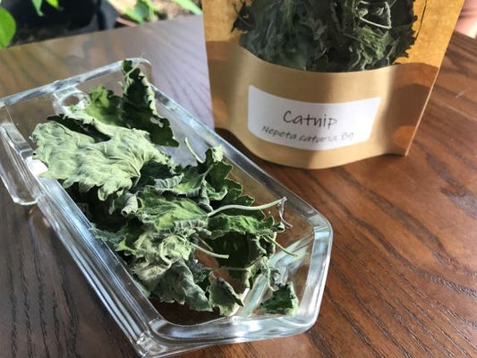 Organic Catnip, Nepeta cataria, Sustainable Canadian Farm Grown Herbs