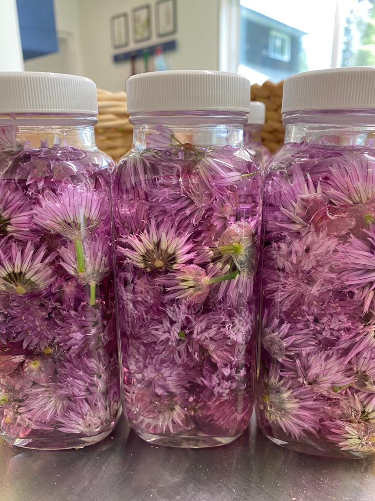 Organic Chives Flowers, Allium schoenoprasum, Sustainable Canadian Farm Grown