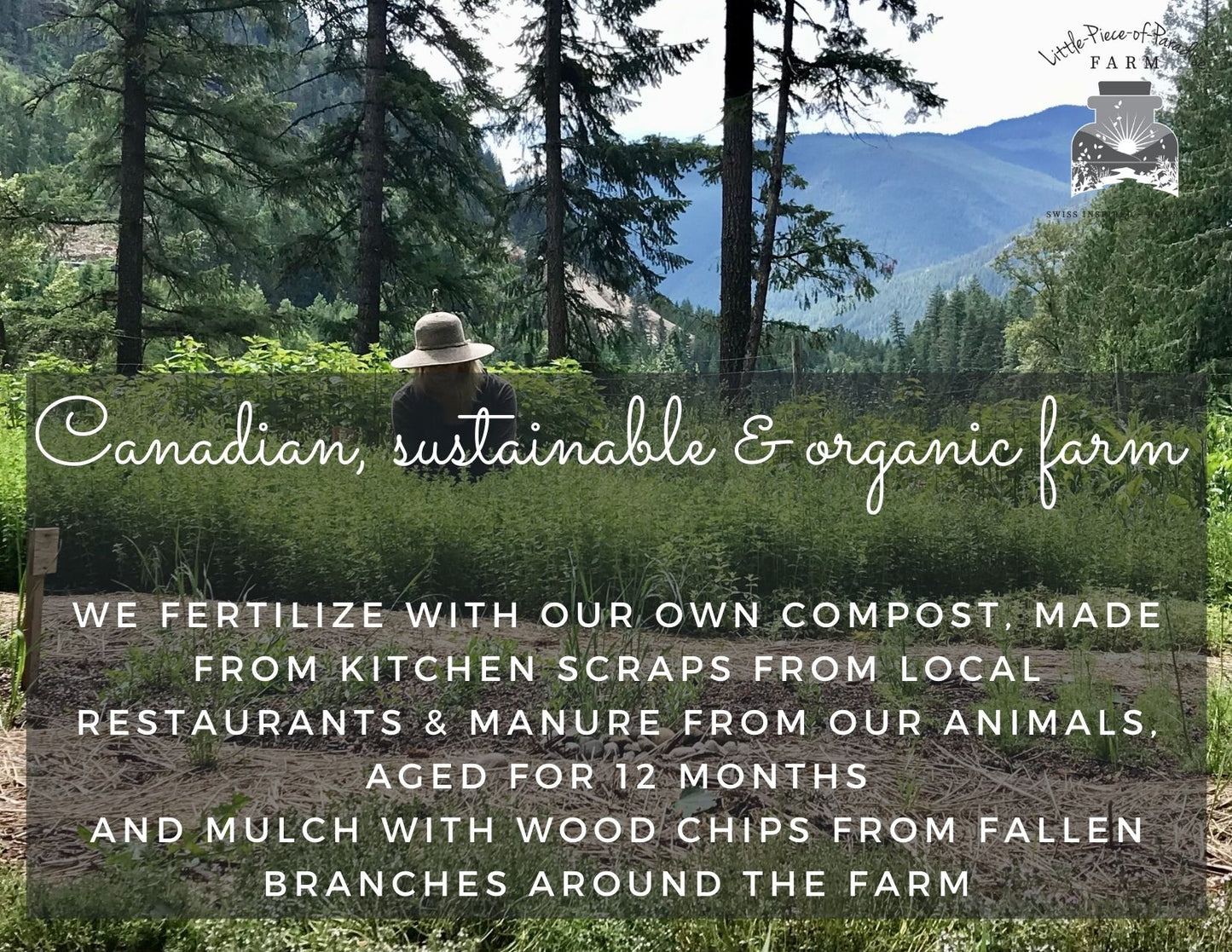 Organic St John's Wort, Hypericum perforatum, 2023 Harvest, Sustainable Canadian Farm Grown Herbs