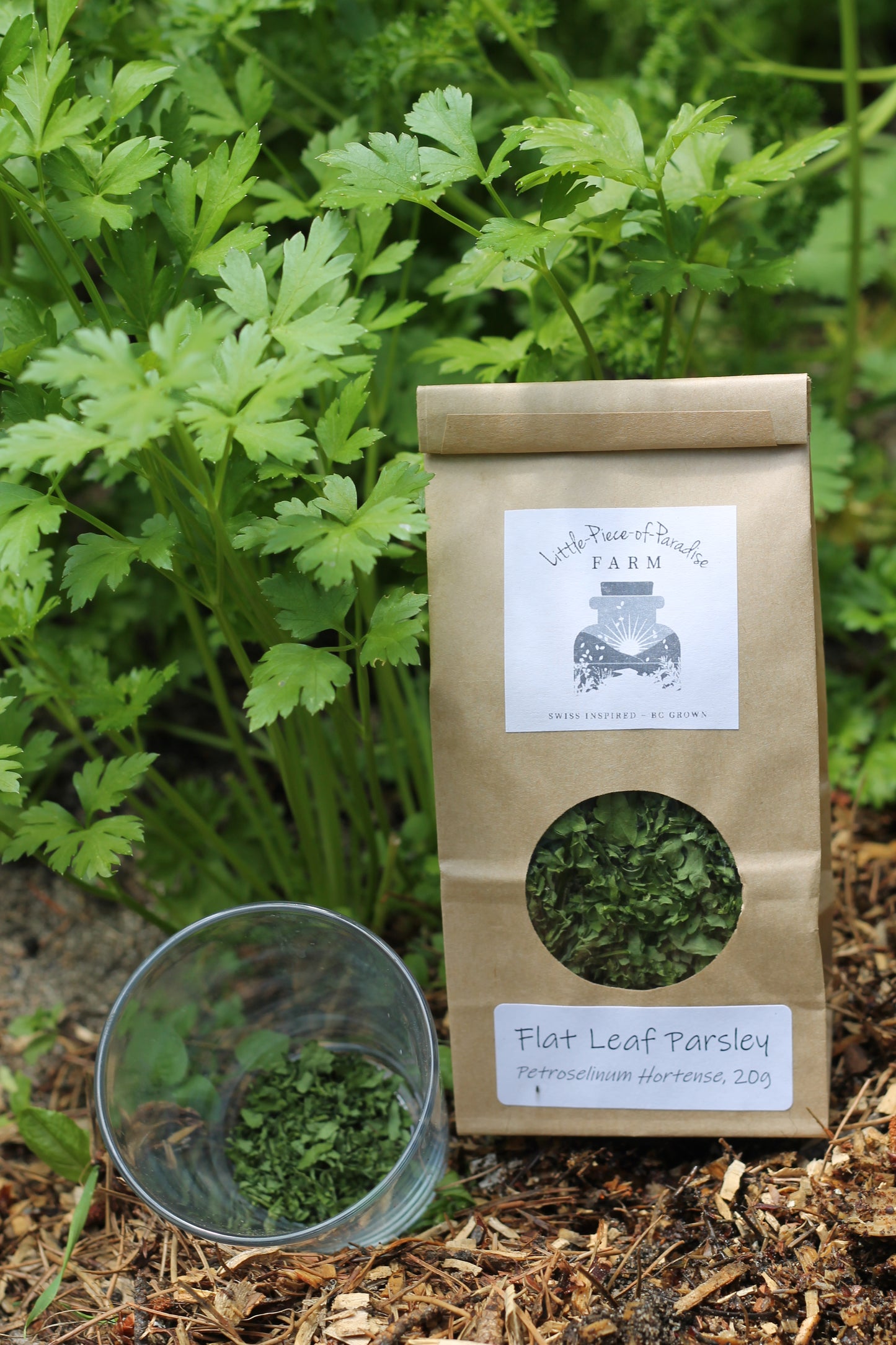 Organic Italian Parsley, Sustainable Farm Grown Herbs