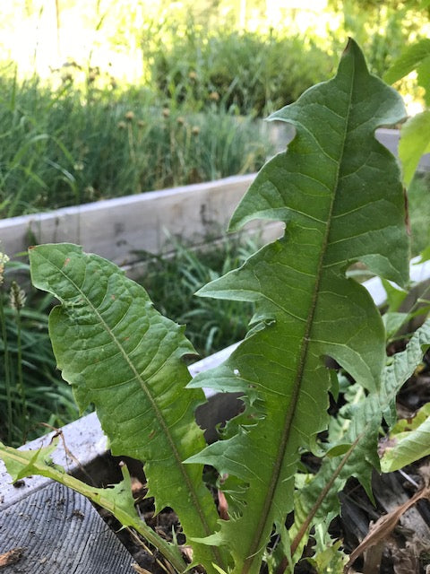 Organic Dandelion Leaves, Taraxacum officinale, Sustainable Farm Grown Herbs