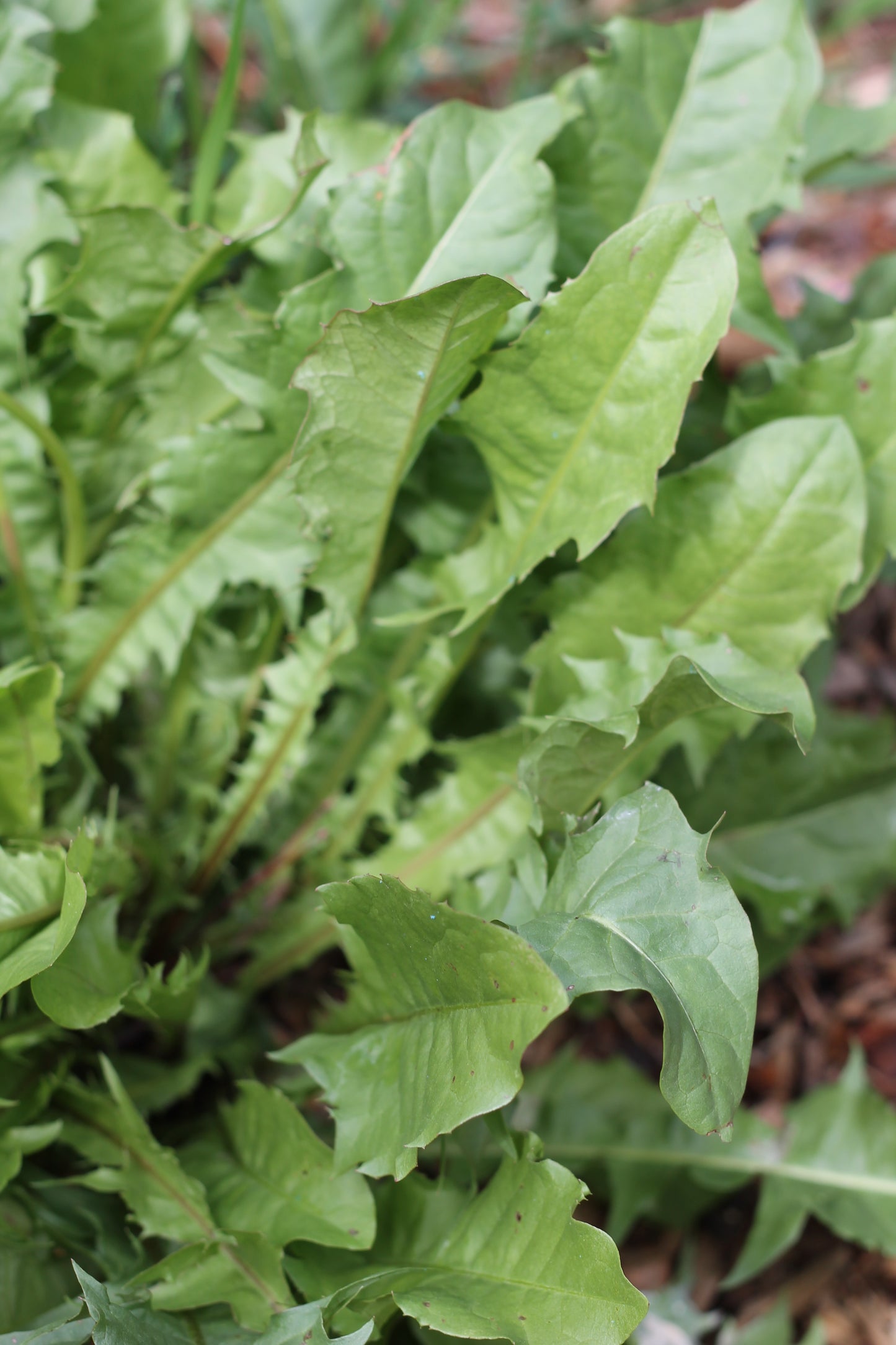 Organic Nourishing Herb Pack, Sustainable Farm Grown Herbs