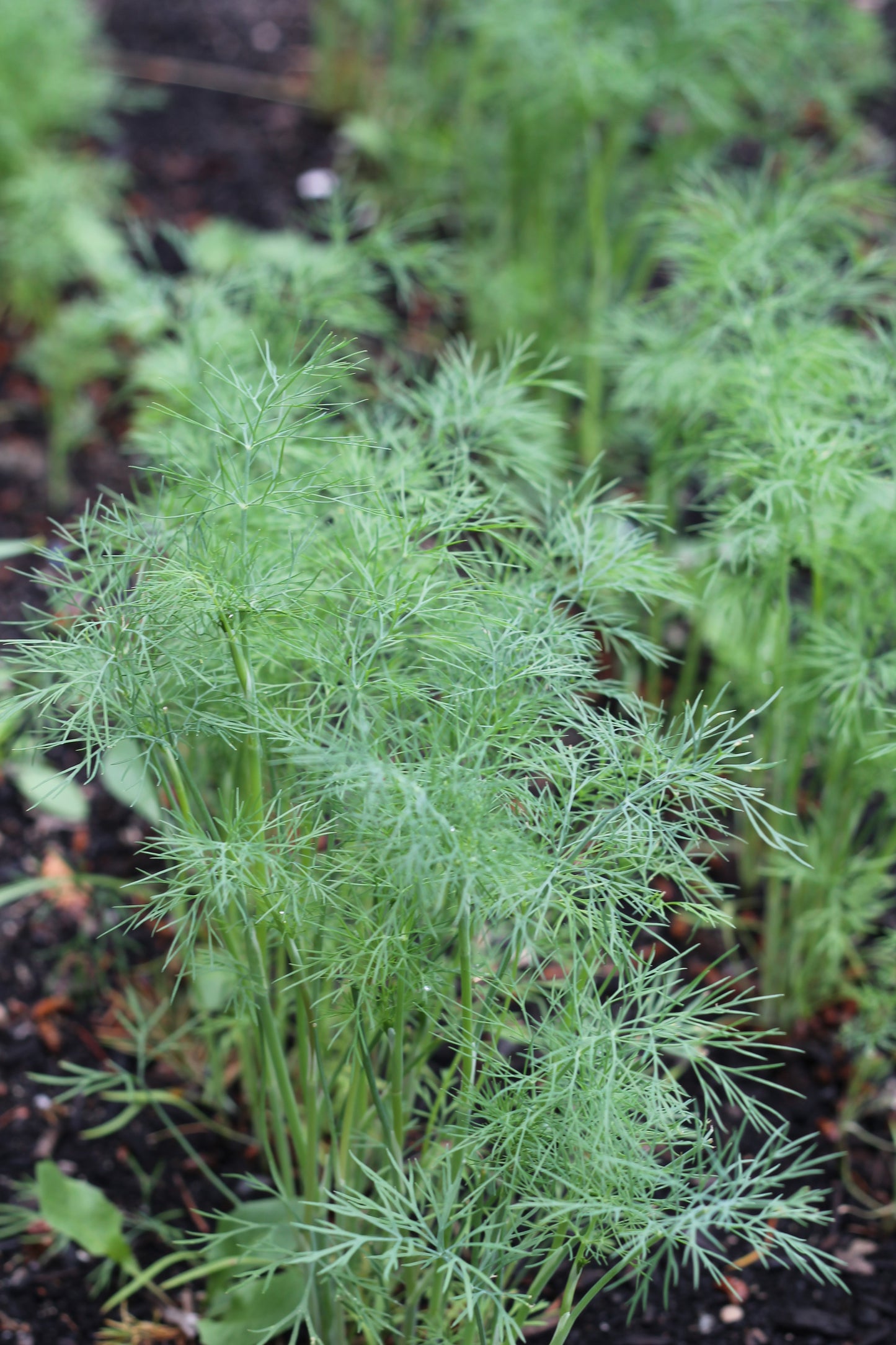 Organic Dried Dill, Sustainable Farm Grown Culinary Herbs