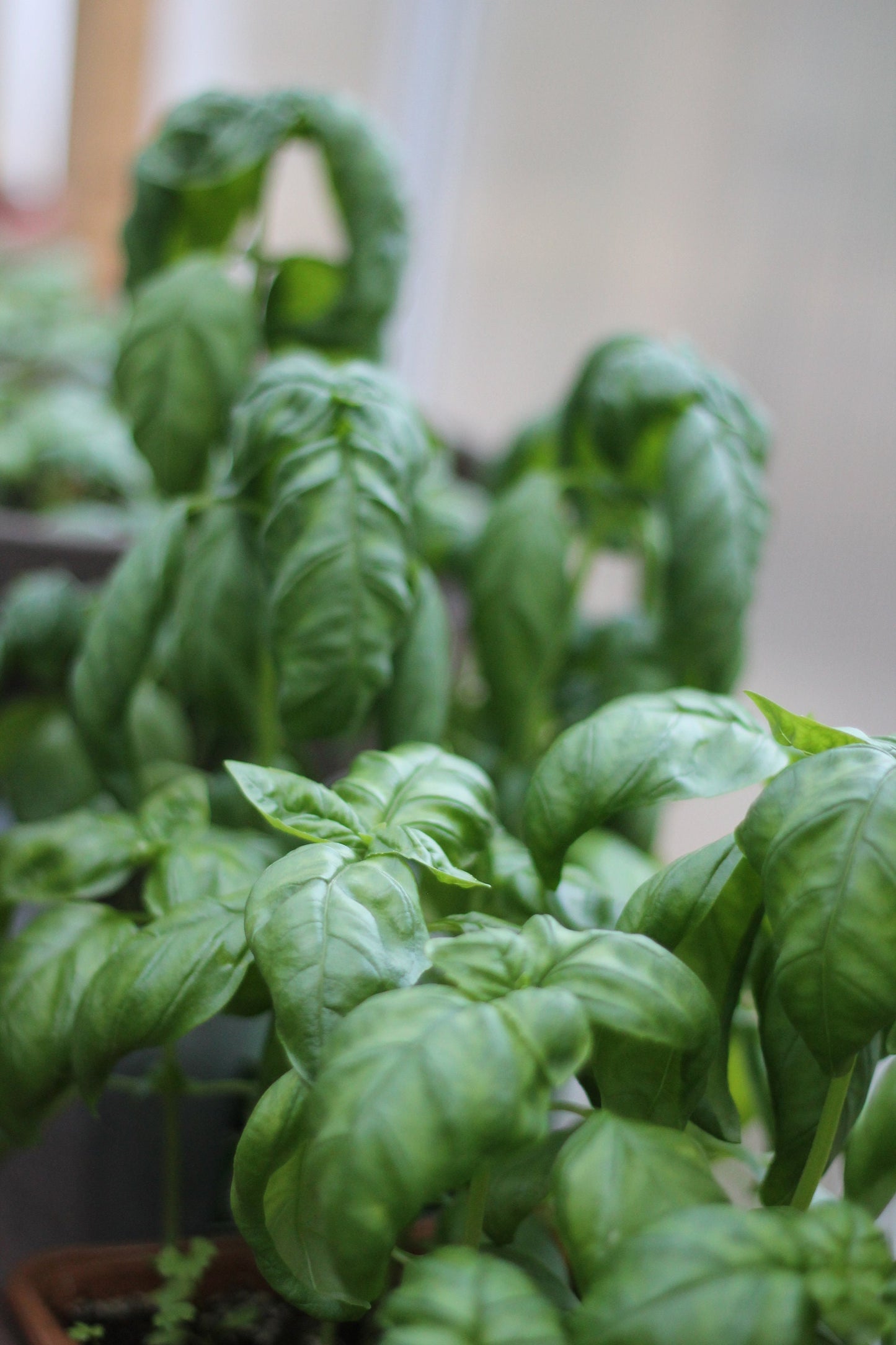 Organic Secret Garden Salad Herb Mix, Sustainable Farm Grown Herbs