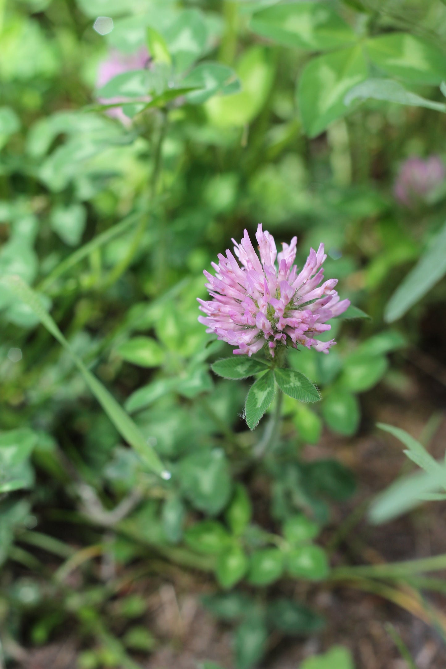 Organic Red Clover, Trifolium pratense, Sustainable Canadian Farm Grown Dried Herb