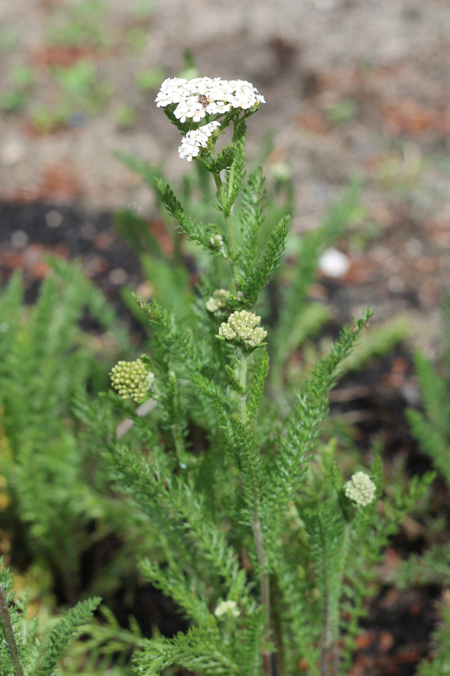 Organic Yarrow, Achillea millefolium, Sustainable Canadian Farm Grown Medicine