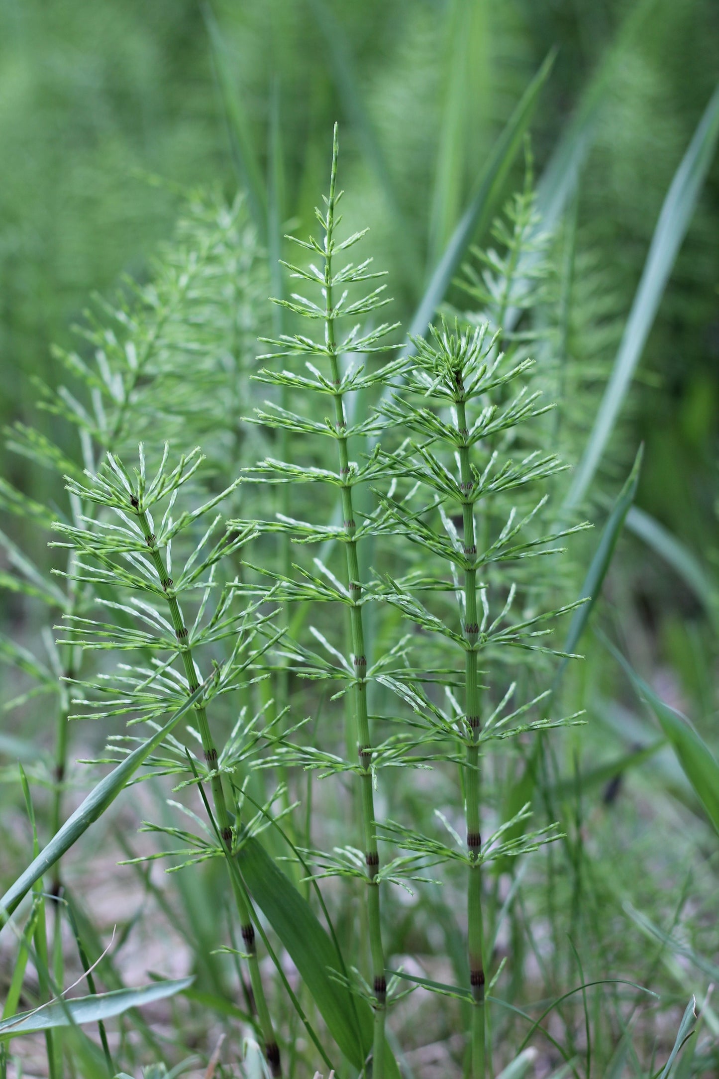 Organic Horsetail, Equisetum arvense, Sustainable Canadian Farm Grown Herb Medicine