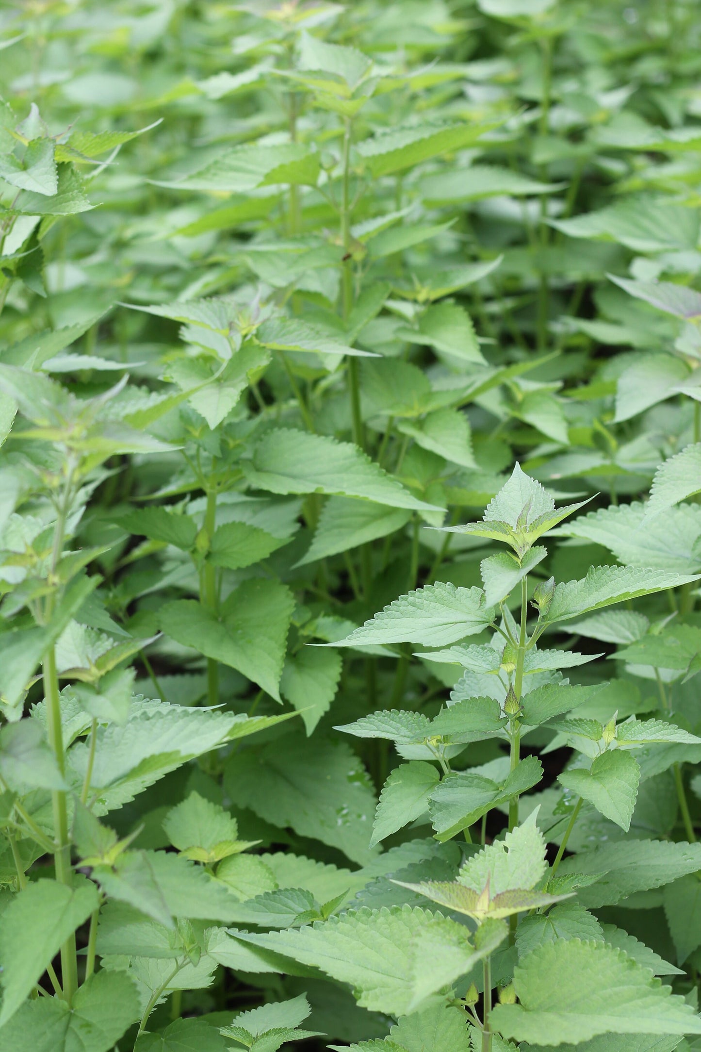 Organic Anise Hyssop, Agastache foeniculum, 2023 Harvest, Sustainable Farm Grown Herb Medicine