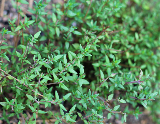 Organic Thyme, Thymus vulgaris, Sustainable Farm Grown Herb Medicine