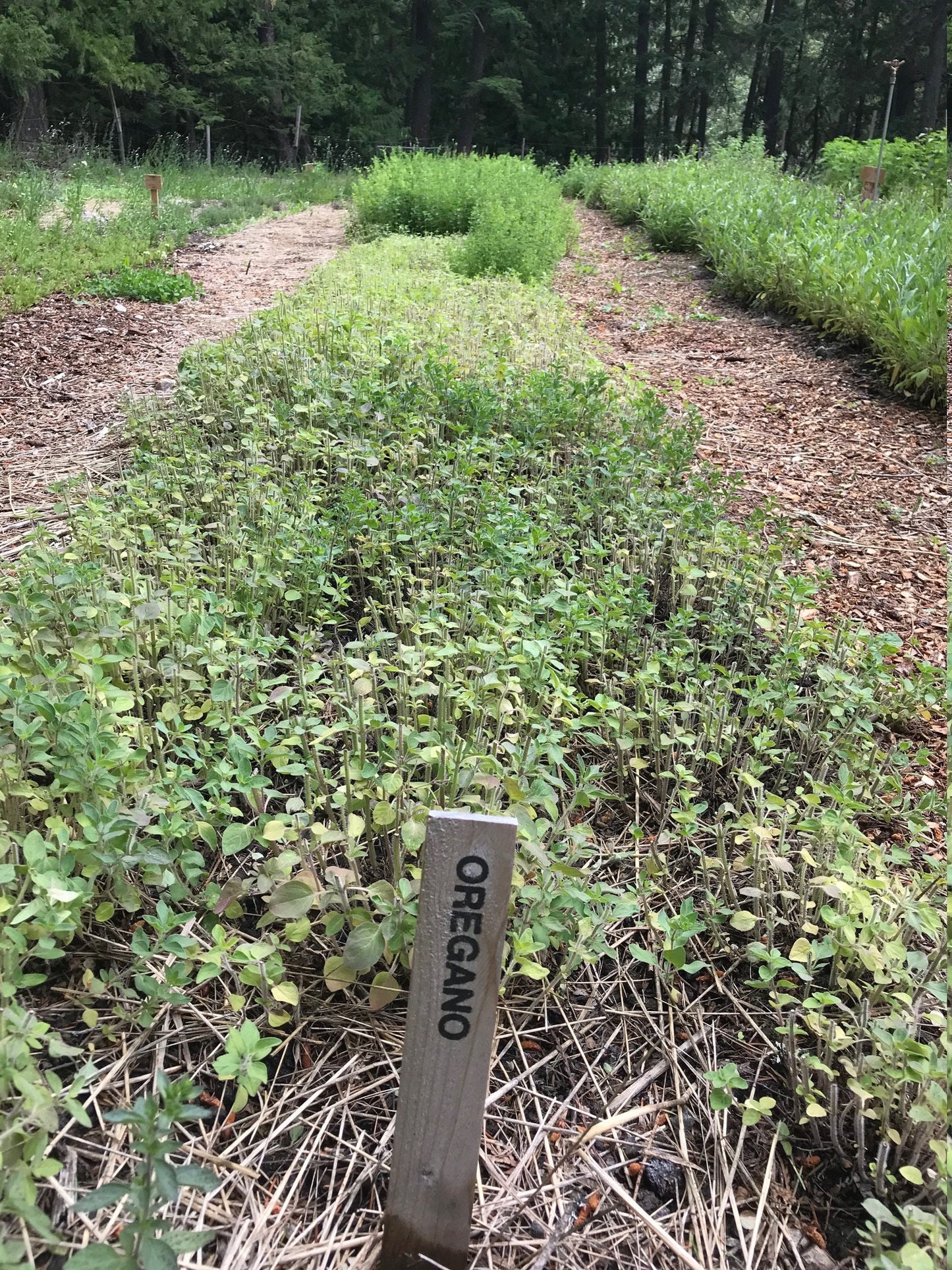 Organic Greek Oregano, Origanum vulgare, Sustainable Farm Grown Herbs