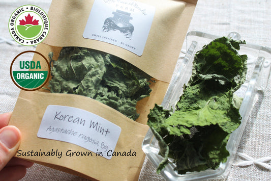 Organic Dried Korean Mint, Agastache rugosa, 2023 Harvest, Sustainable Canadian Farm Grown Herb Medicine