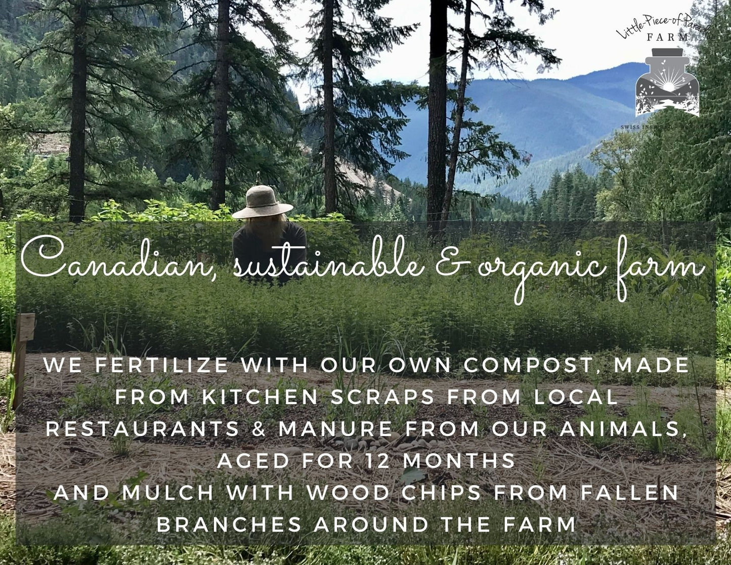 Organic Mint, Sustainable Farm Grown Herbs