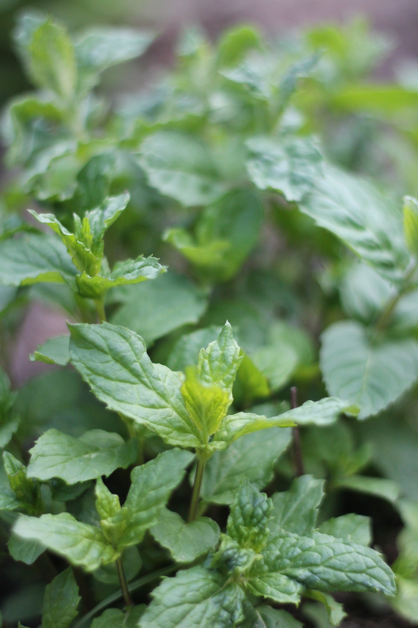 Organic Christmas Eve Herbal Infusion, Sustainable Farm Grown Herbs