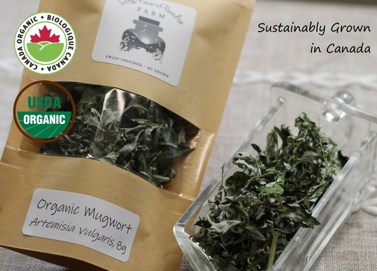 Organic Mugwort, Artemisia vulgaris, 2023 Harvest, Sustainable Canadian Farm Grown Herbs