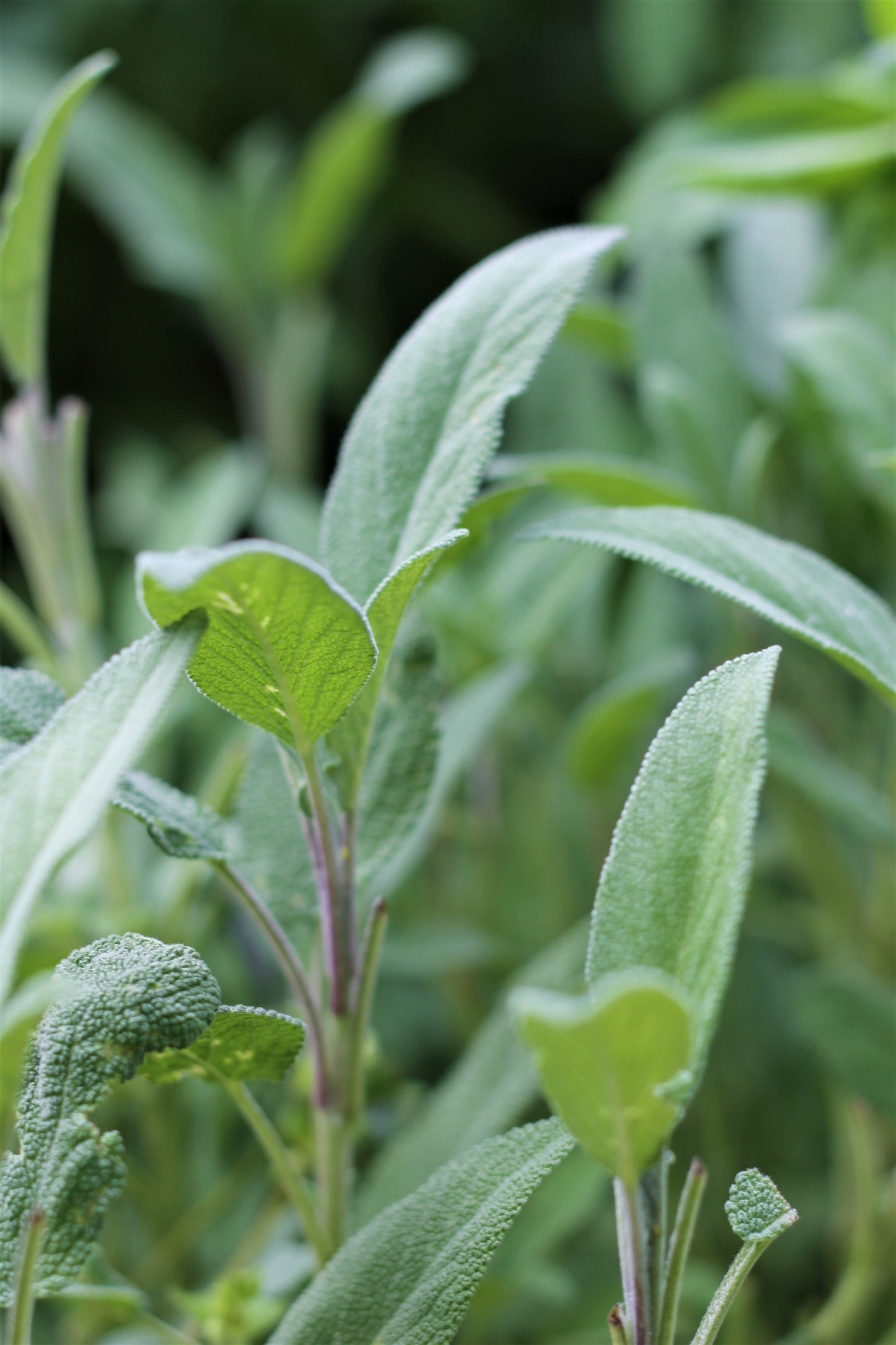 Organic Dried Sage, Salvia officinalis, Sustainable Farm Grown Herb Medicine Culinary